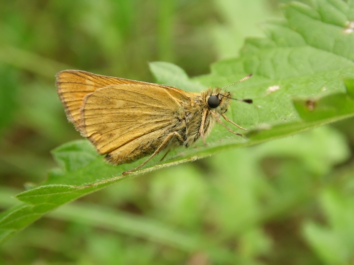 Hesperia comma???